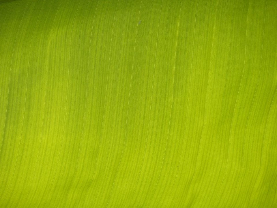 Shine through tropical exotic
