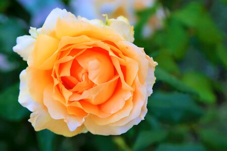 beautiful rose photo