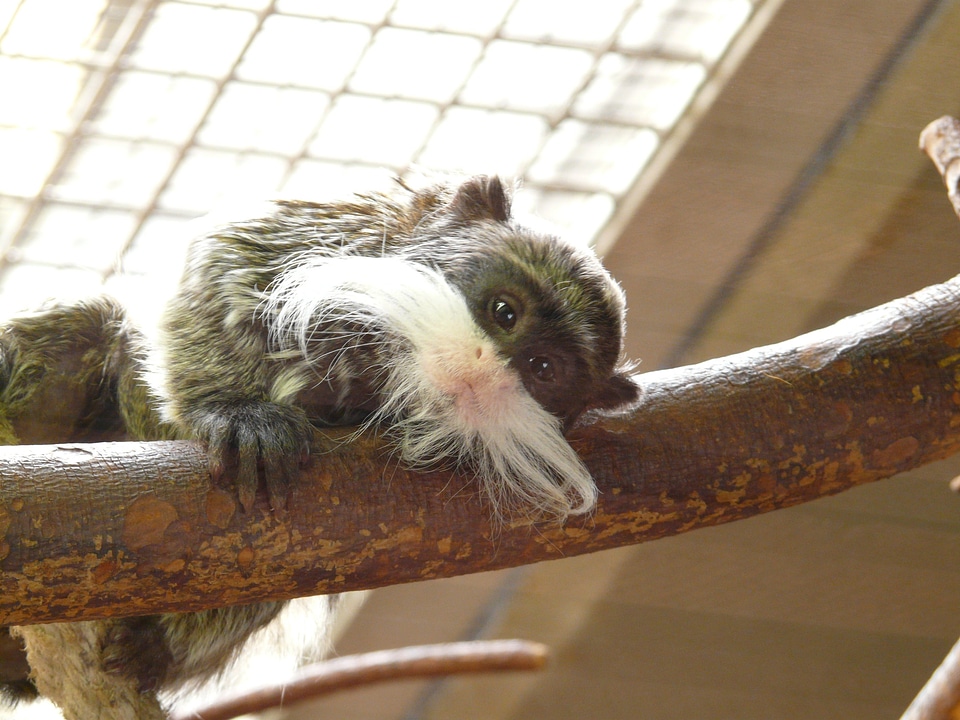 Monkey animal creature