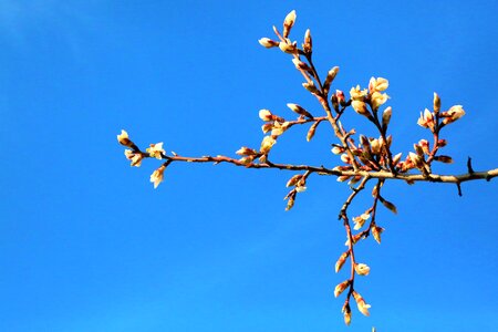 Tree flowers buds 1
