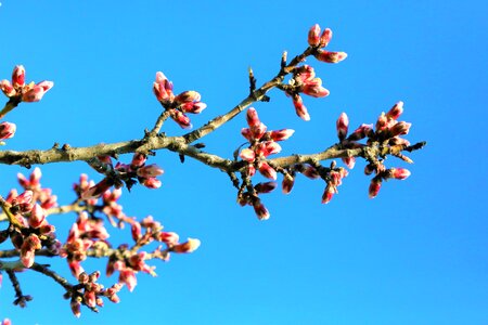 Tree flowers buds 3