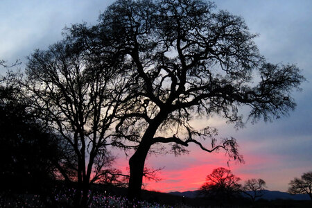 tree silhouette at sunset photo