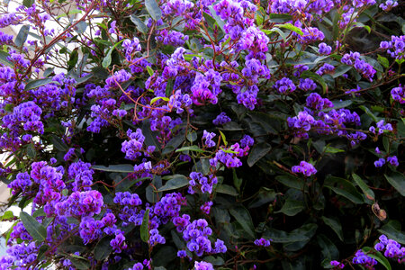 purple flowers photo