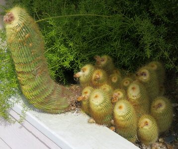 cactus family photo
