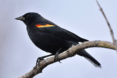 Red-Winged Catbird photo