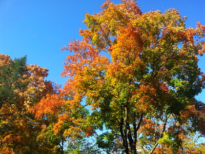 Fall colours photo