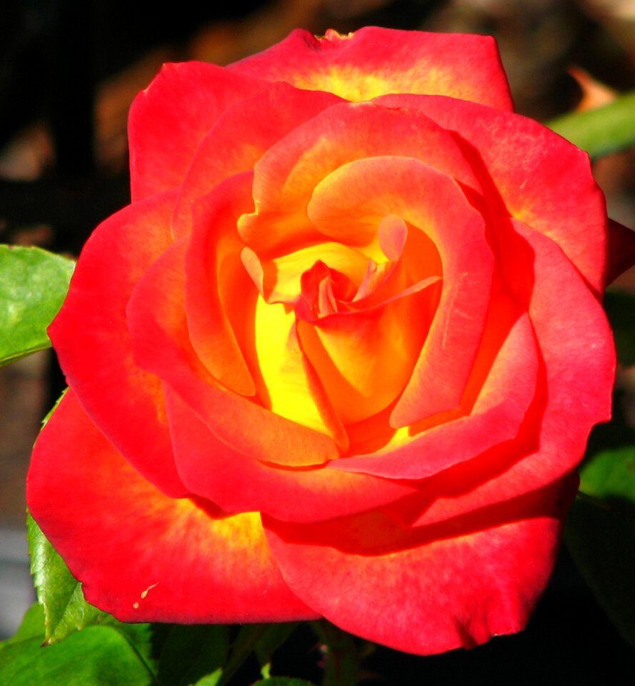 orange-and-yellow rose