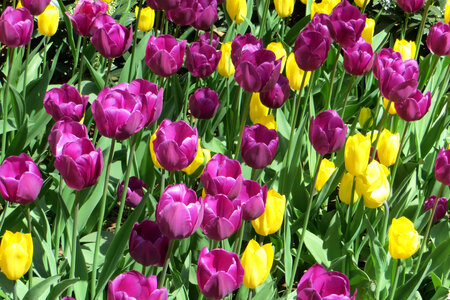 yellow and purple tulips photo