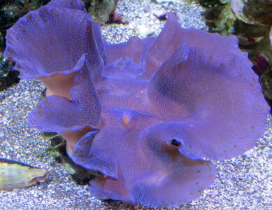 purple coral photo