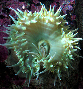 sea anemone photo