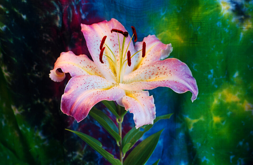 pink-and-white lily on tie-dye fabric