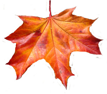 maple leaf photo