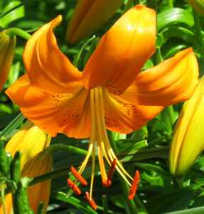 orange lily photo