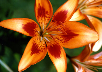orange lily with red photo