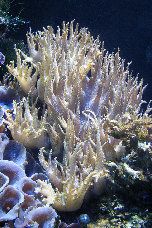 coral