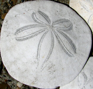 sand dollar photo