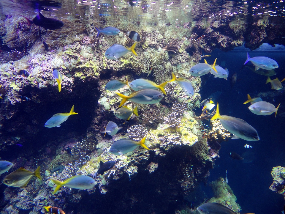 Museum aquarium swim