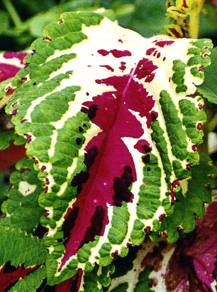 colorful tropical leaf