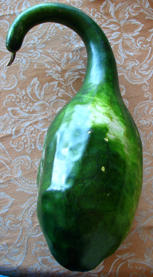 swan gourd