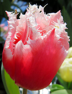 pink-and-white fringed tulip photo