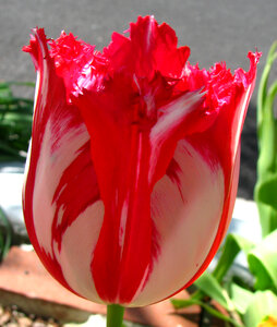 red and white fringed tulip photo