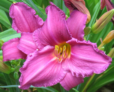 pink daylily photo