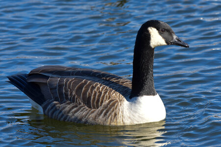 Closeup of Canada Goose swimming on pond photo
