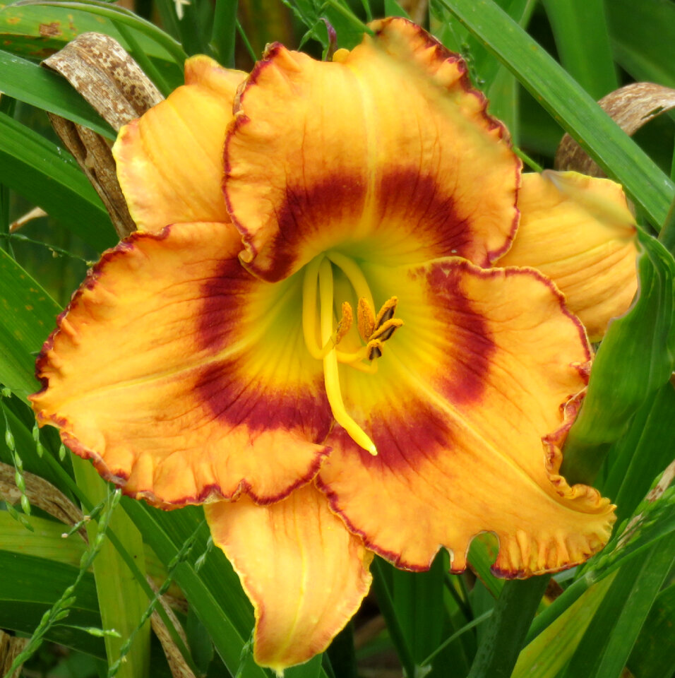 orange and red daylily