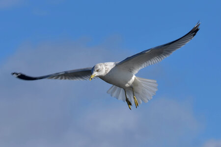 Ring Billed Gull hovering in flight. photo