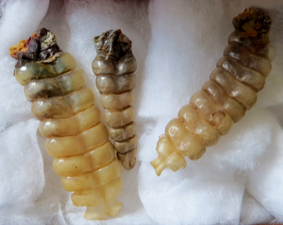 rattlesnake rattles
