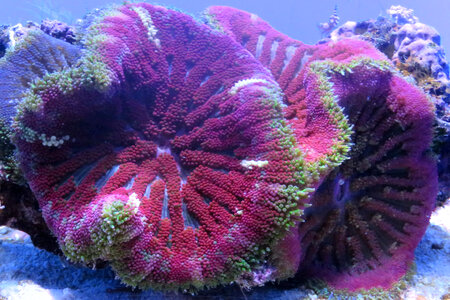magenta coral photo