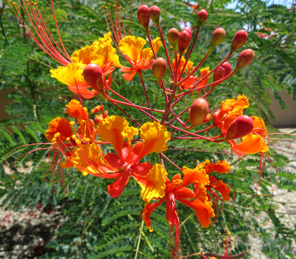 yellow and red tropical flower