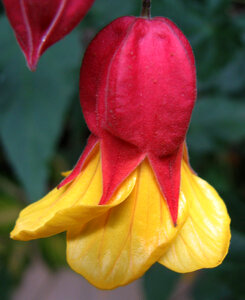 yellow and red flower