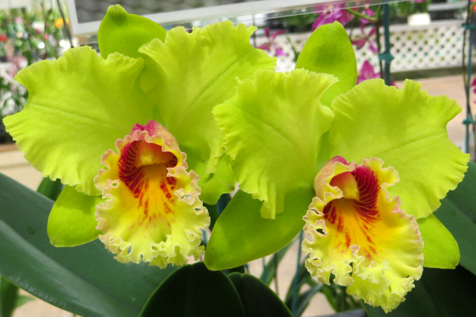 green cattleya orchids