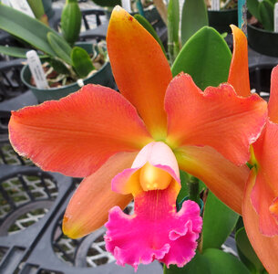 pink-orange cattleya orchid