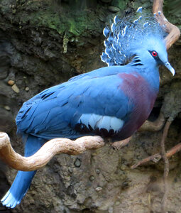 blue pigeon photo