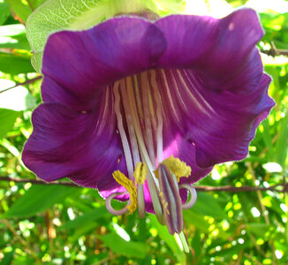 violet flower photo