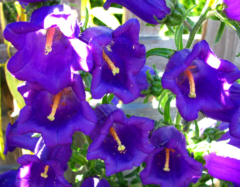 blue-violet flowers