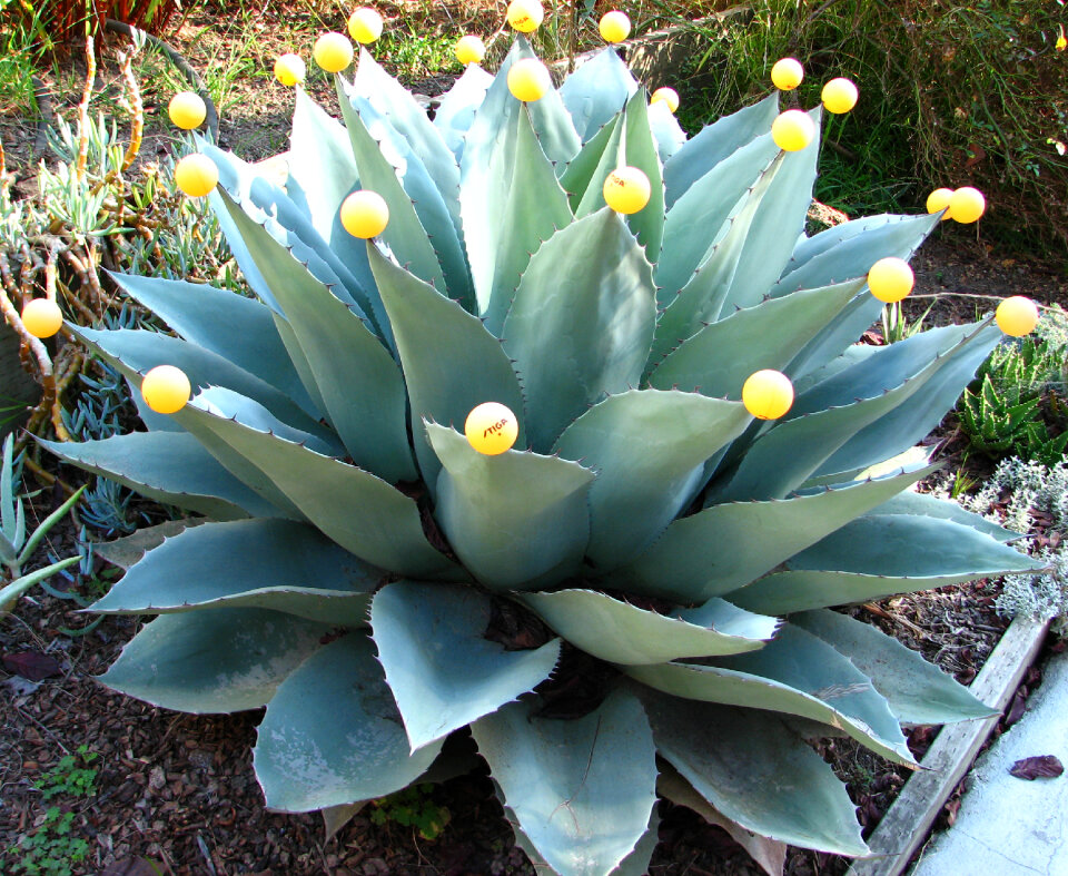 agave with pingpong balls