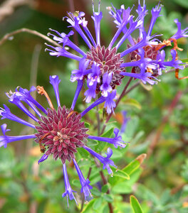 purple and maroon flowers photo
