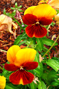 red and orange violas photo
