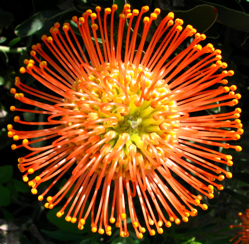 protea photo