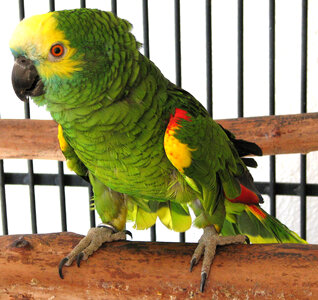 green parrot photo