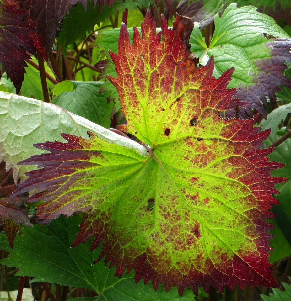 red and green leaf