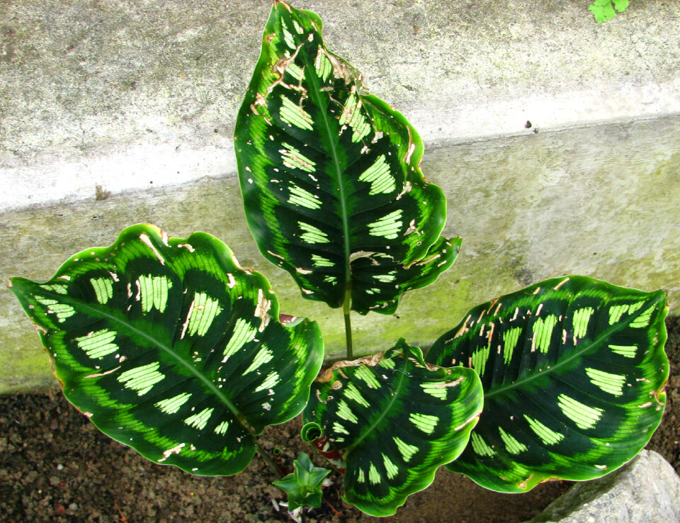 colorful tropical leaves