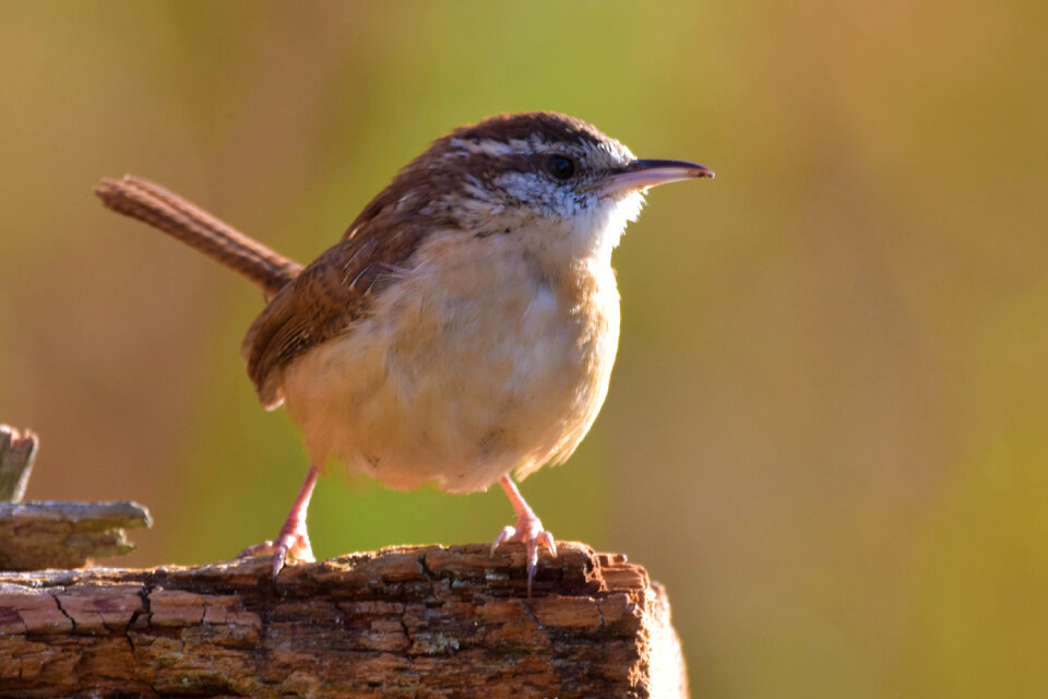 Carolina Wren perched on a log facing the camera in golden autumn sunlight.