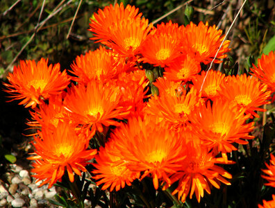 orange ice plant photo