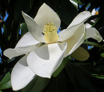 white magnolia photo