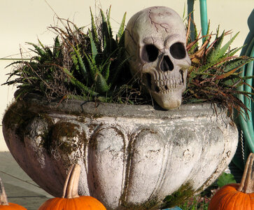 skull in planter photo