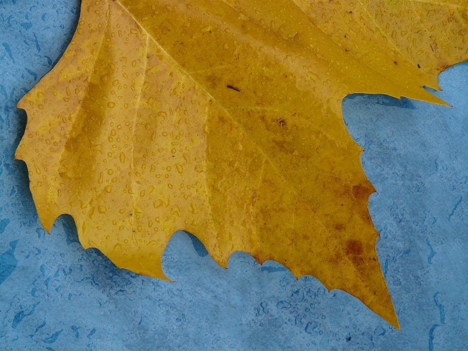 Yellow macro close up